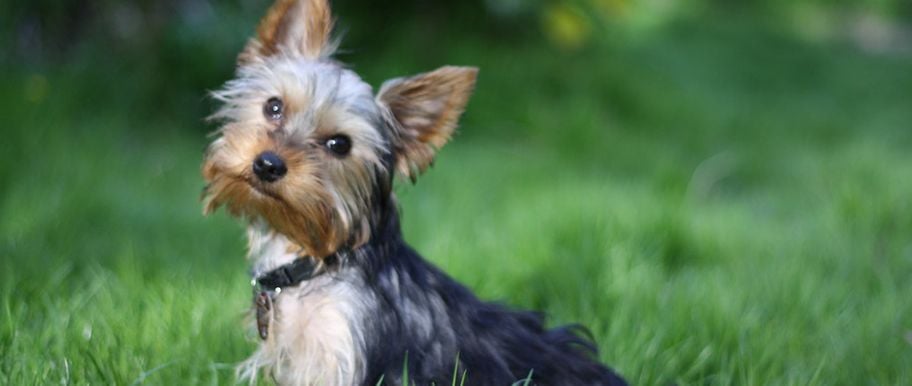 Le yorkshire terrier profil comportement sant